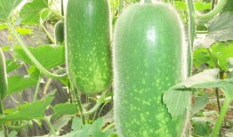 吃瓜网红视角图片素材,揭秘网红视角下的美食诱惑